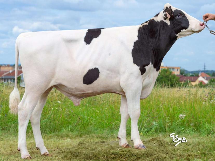 bull