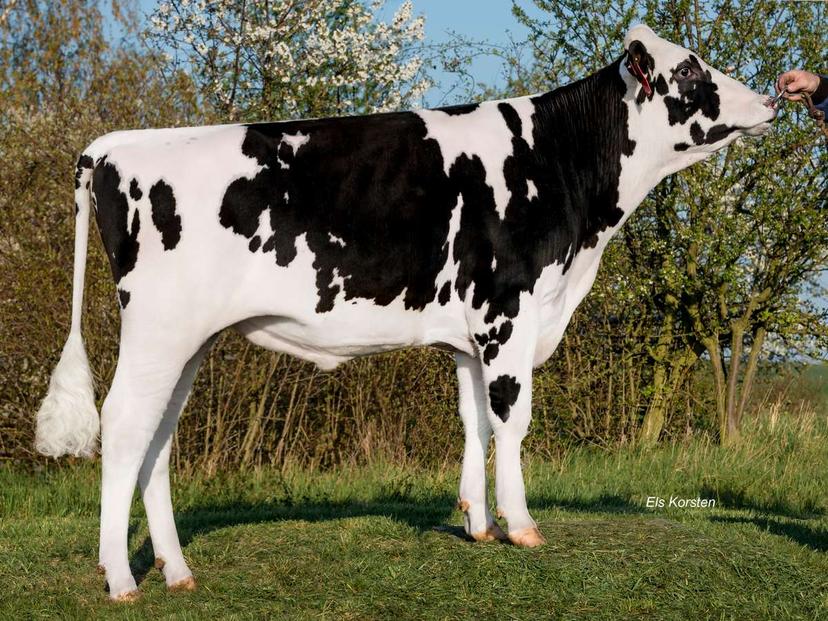 bull