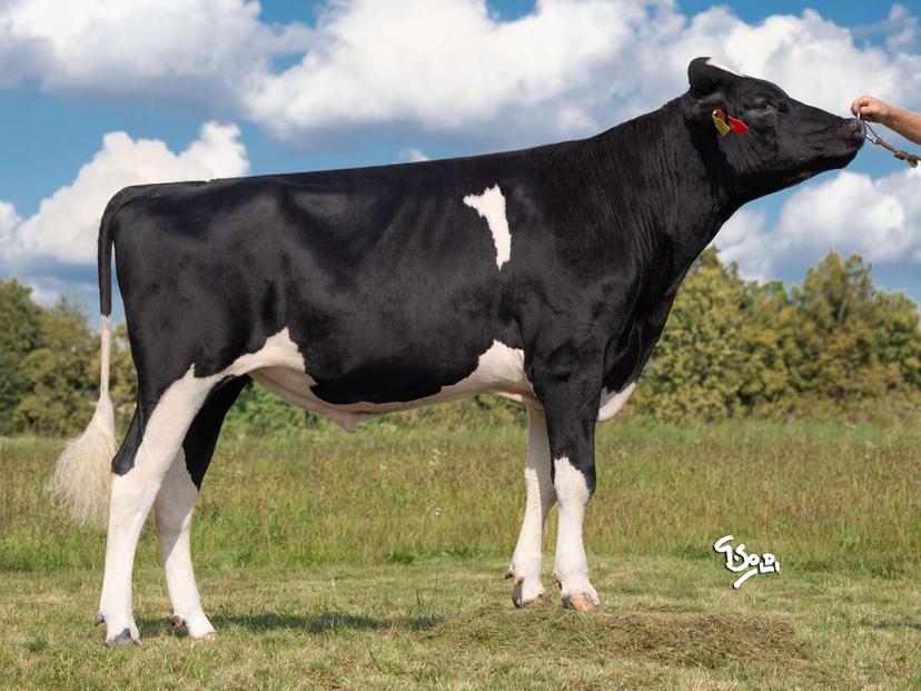 bull