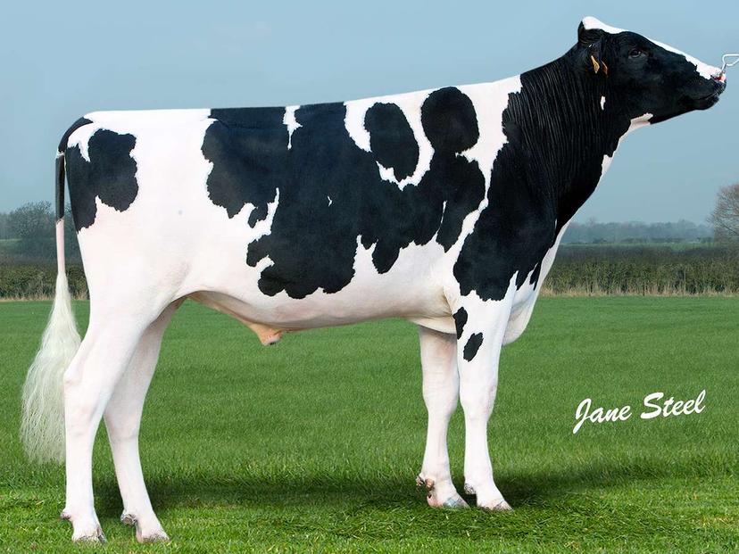 bull
