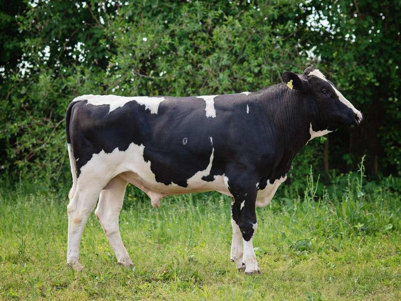 bull